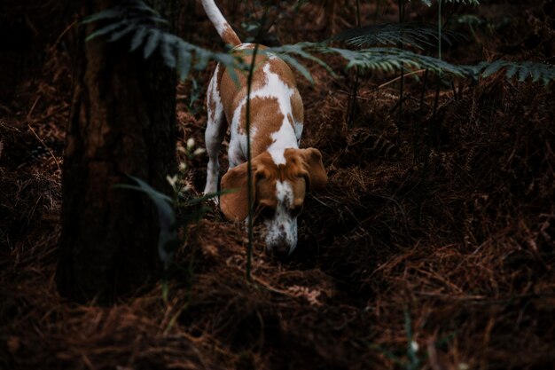 Hund, der im Wald herumsucht