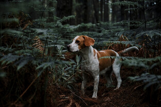 Hund, der im Wald steht