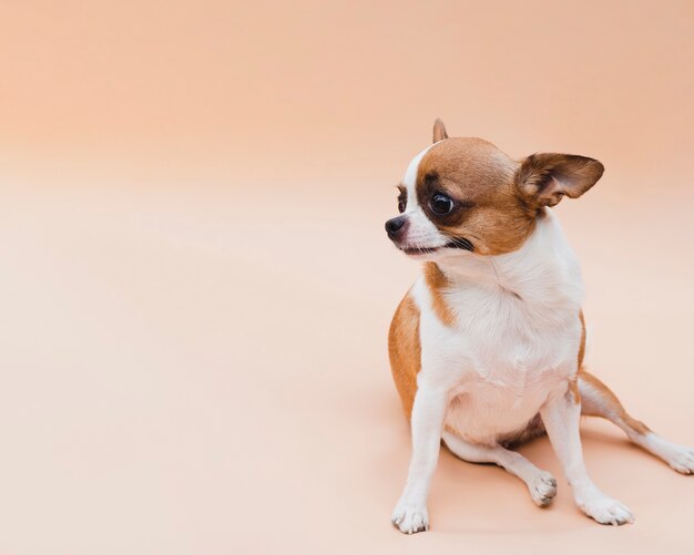 Hund, der Kopienraumhintergrund sitzt und weg schaut