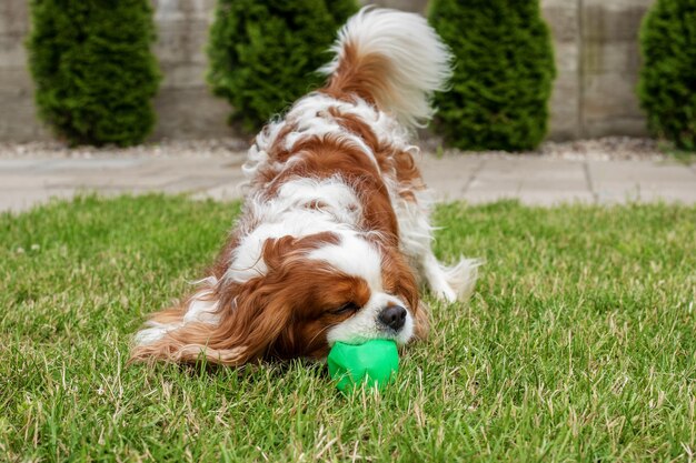 Kleiner hund mit einem gelben ball in den zähnen spielt im schnee