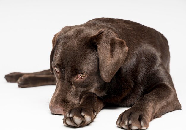 Hund, der mit weißem Hintergrund aufwirft