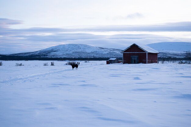 Hund, der na schneebedecktes Feld mit einem Holzhaus in der Ferne in Schweden steht