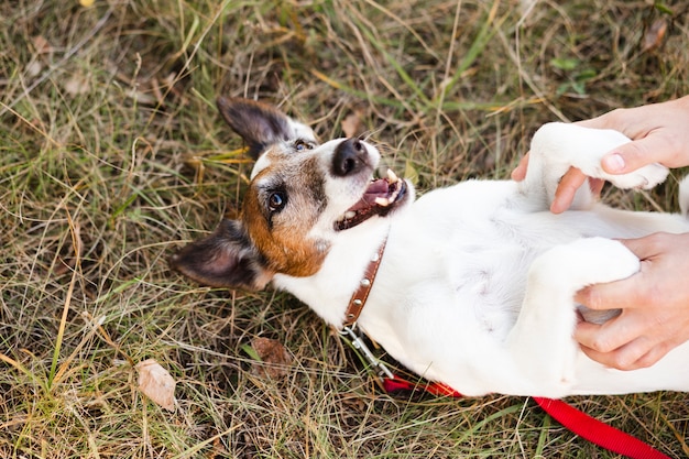 Hund, der vorbei im Park mit Leine rollt