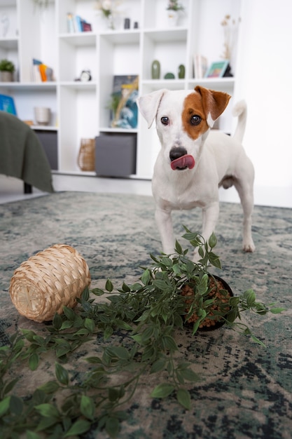 Hund, der zu Hause eine Masse mit Blumentopf macht