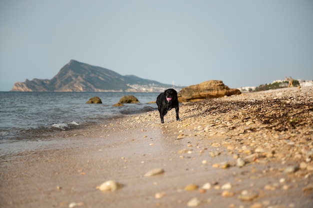 Hund hat Spaß am Strand