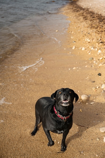 Hund hat Spaß am Strand