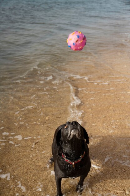 Hund hat Spaß am Strand