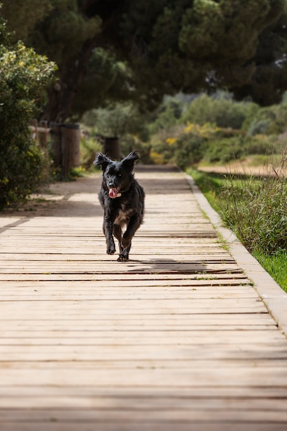 Kostenloses Foto hund hat spaß in der natur