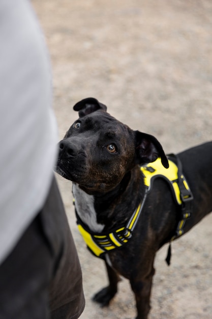 Hund hört seinem Trainer zu