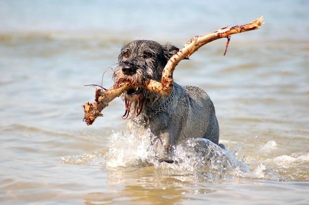 Kostenloses Foto hund im wasser