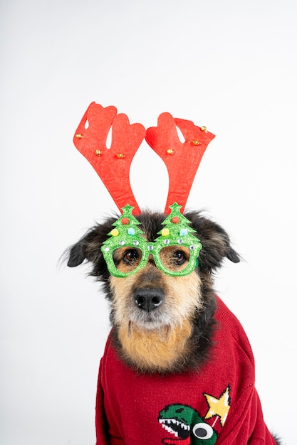 Kostenloses Foto hund in einem roten pullover, rentiergeweih und weihnachtsbrille