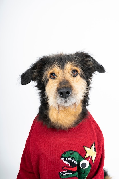 Hund in einem roten Pullover und Weihnachtsmütze