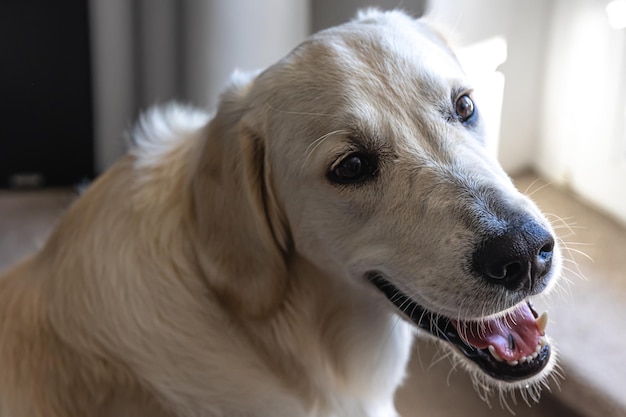 Hund Labrador Nahaufnahme im Inneren des Hauses