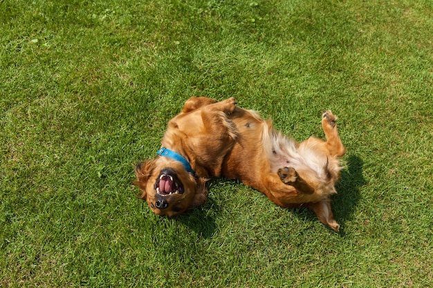 Hund liegt auf dem rücken auf grünem gras, gemischter spaniel hunde