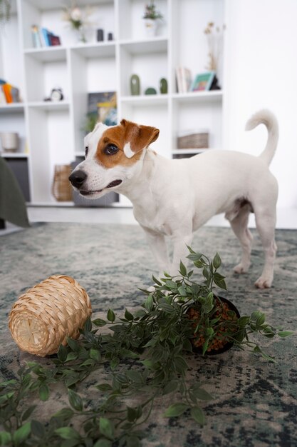 Hund macht eine Masse mit Blumentopf