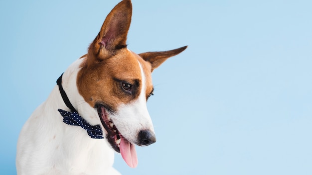 Hund mit dem schwarzen Bogen, der unten schaut