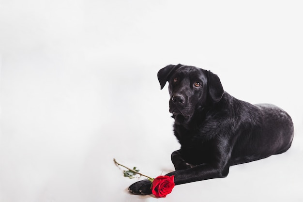 Hund mit einer Rose auf den Pfoten