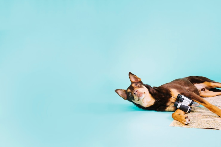 Kostenlose Foto hund mit fernglas