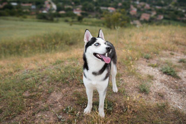 Hund mit herausgestreckter Zunge in der Natur