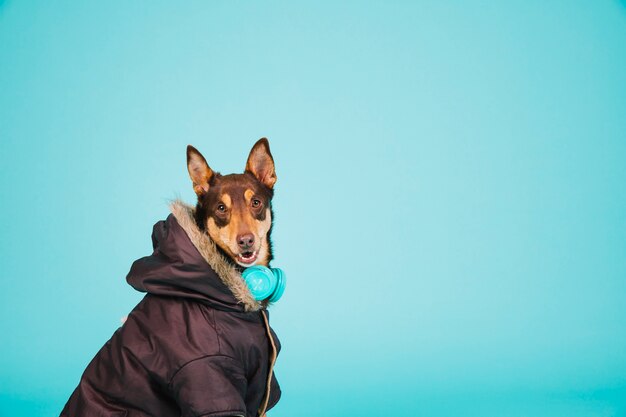 Hund mit Jacke