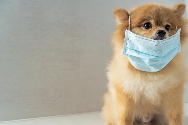 Hund mit süß auf der nase Kostenlose Foto