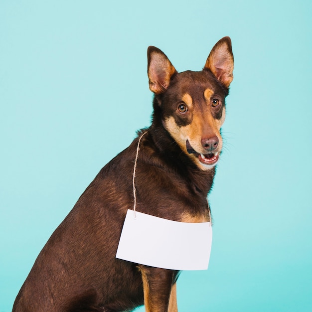 Hund mit Papier Zeichen