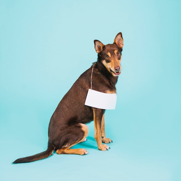 Hund mit Papier Zeichen