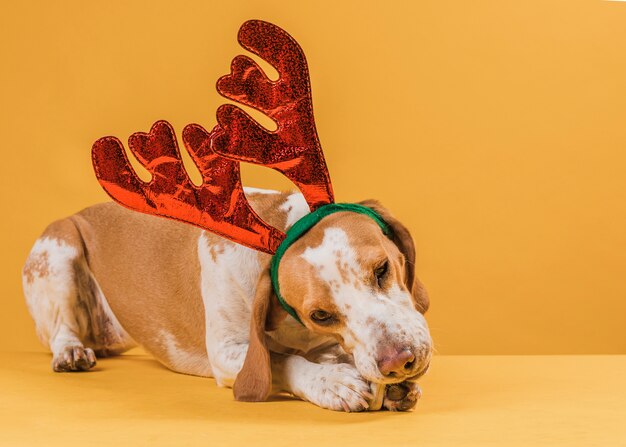 Hund mit Renhörnern einen Knochen essend