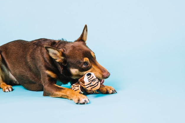 Hund mit Spielzeug