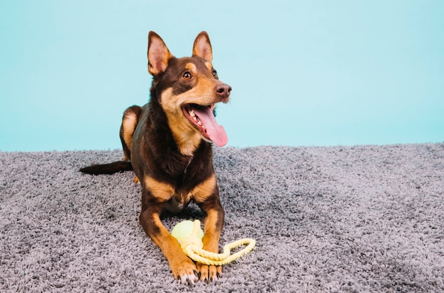 Kostenloses Foto hund mit tennisball