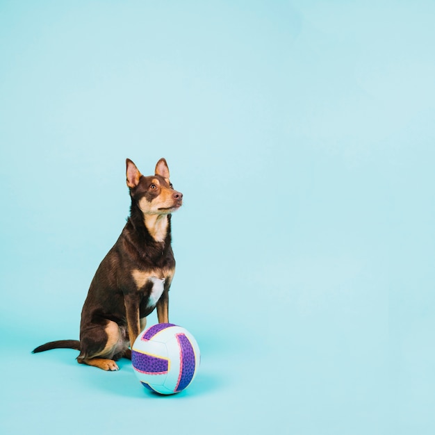 Hund mit Volleyball