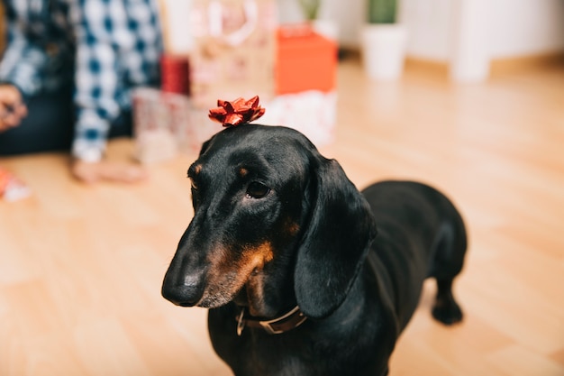 Hund mit Weihnachtsverzierung