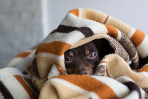 Hund schläft unter der decke PremiumFoto