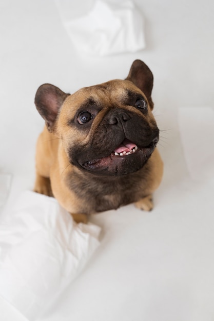 Hund spielt mit Toilettenpapier im hohen Winkel