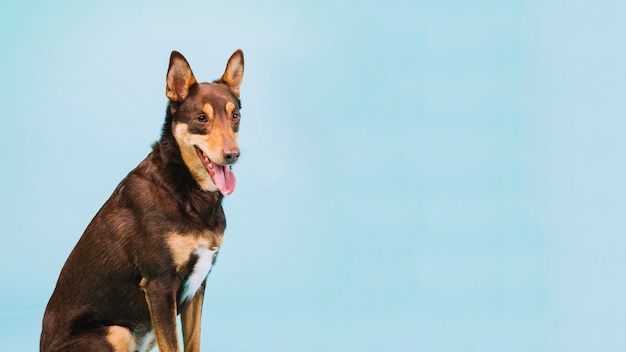 Hund und Copyspace