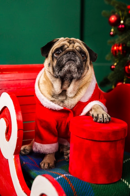 Kostenloses Foto hund verkleidet als weihnachtsmann im schlitten sitzen