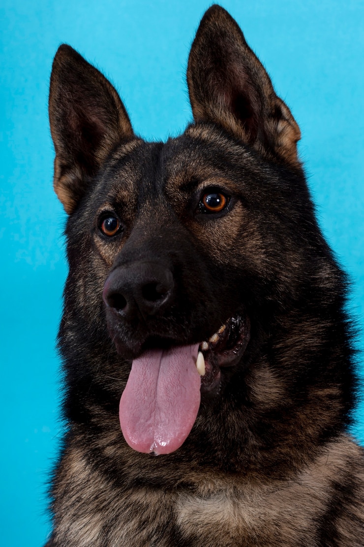 Kostenlose Foto hund vorne mit der zunge raus