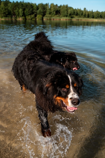 Kostenloses Foto hunde des hohen winkels, die im wasser spielen