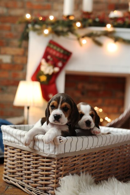 Hunde in einem Korb