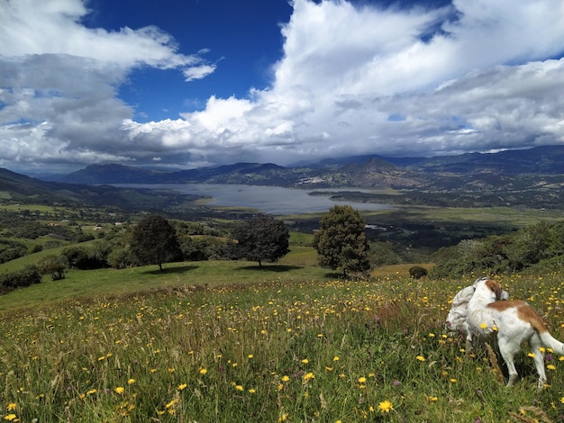 Hunde spielen auf einer Wiese mit gelben Blumen, mit Blick auf einen See unter einem bewölkten Himmel