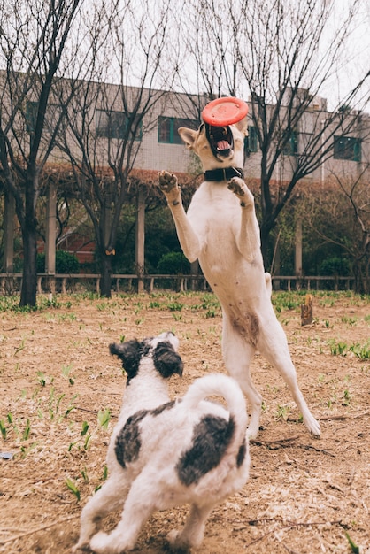 Hunde spielen draußen