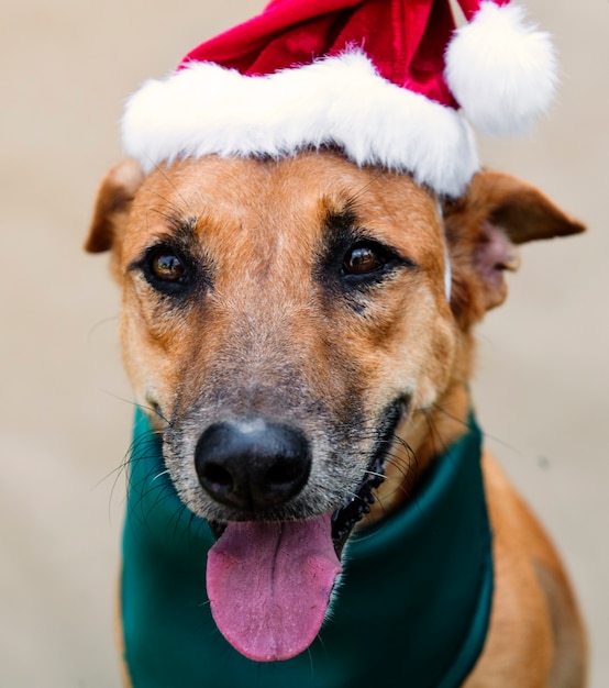 Kostenloses Foto hundefreund nettes hunde lächeln