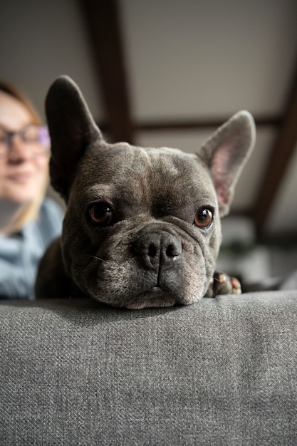 Hundelebensstil und Pflege mit dem Besitzer