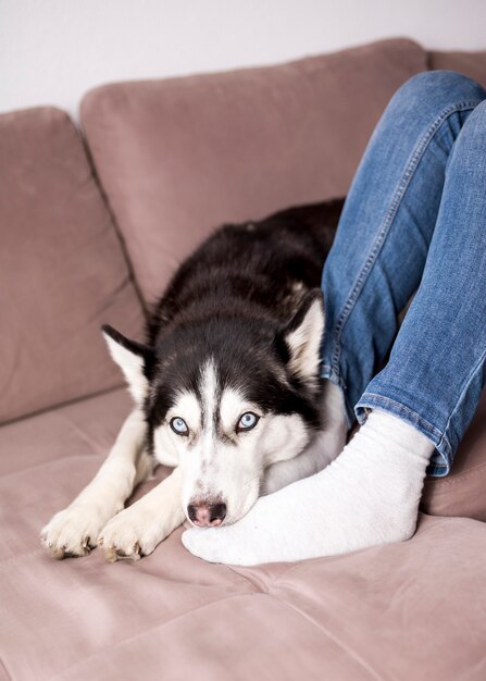 Husky entspannt auf der Couch