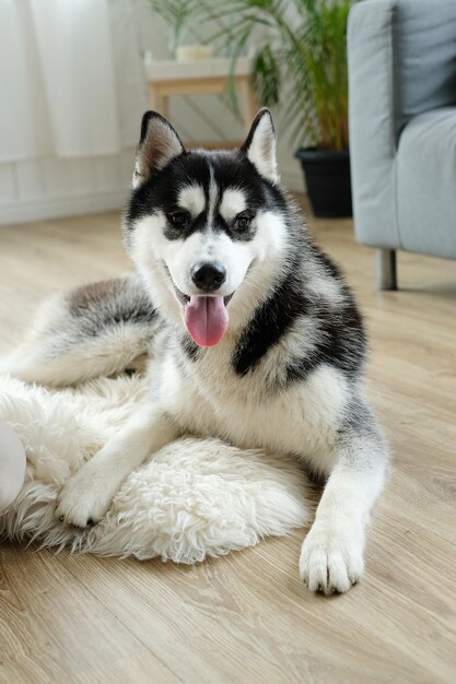 Husky Hund liegend