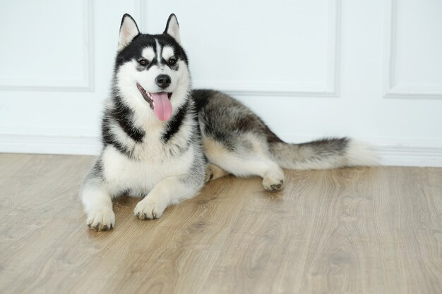 Husky Hund liegend