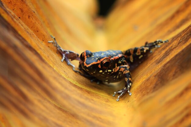 Hylarana picturata Frosch Nahaufnahme auf gelben Blättern