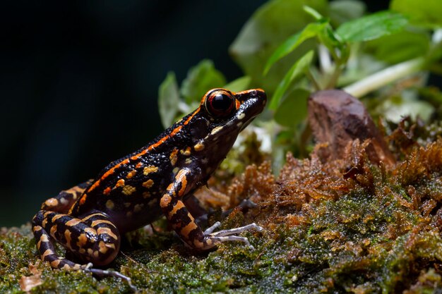 Kostenloses Foto hylarana picturata frosch nahaufnahme auf moos