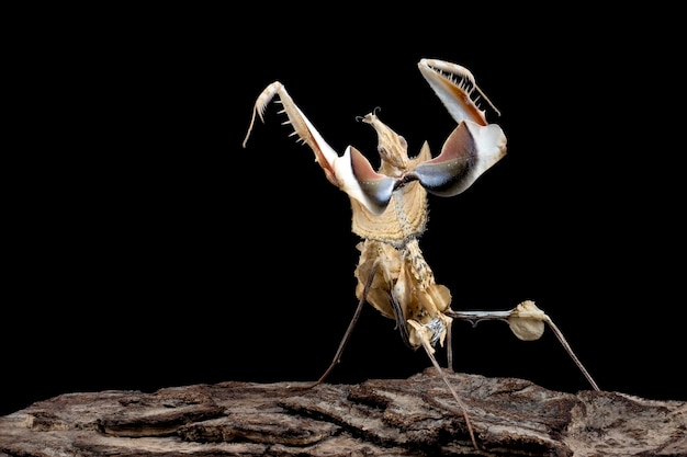 Idolomantis diabolica mit Selbstverteidigungsposition auf Ast mit schwarzem Hintergrund Idolo Mantis Nahaufnahme