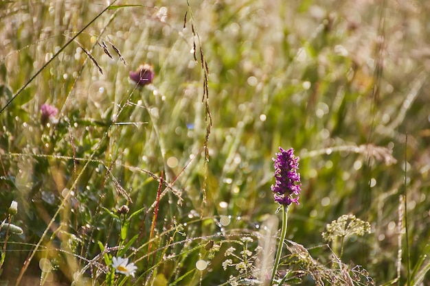 Kostenloses Foto idyllische landschaft in den alpen mit frischen grünen wiesen und blühenden blumen